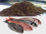 کارآفرینی تولید پودر و روغن ماهی-1
