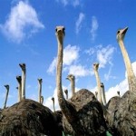 کارآفرینی پرورش شتر مرغ-1