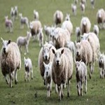 کارآفرینی پرورش ۱۰۰ راس گوسفند-1