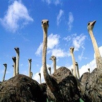 کارآفرینی پرورش شتر مرغ