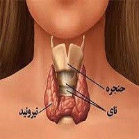 پاورپوینت عملكرد غدة تيروئيد و فعاليت ورزش