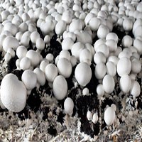 کارآفرینی پرورش قارچ